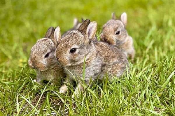 Animals That Hop To Move