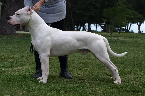 Dog Breeds That Can Kill A Lion