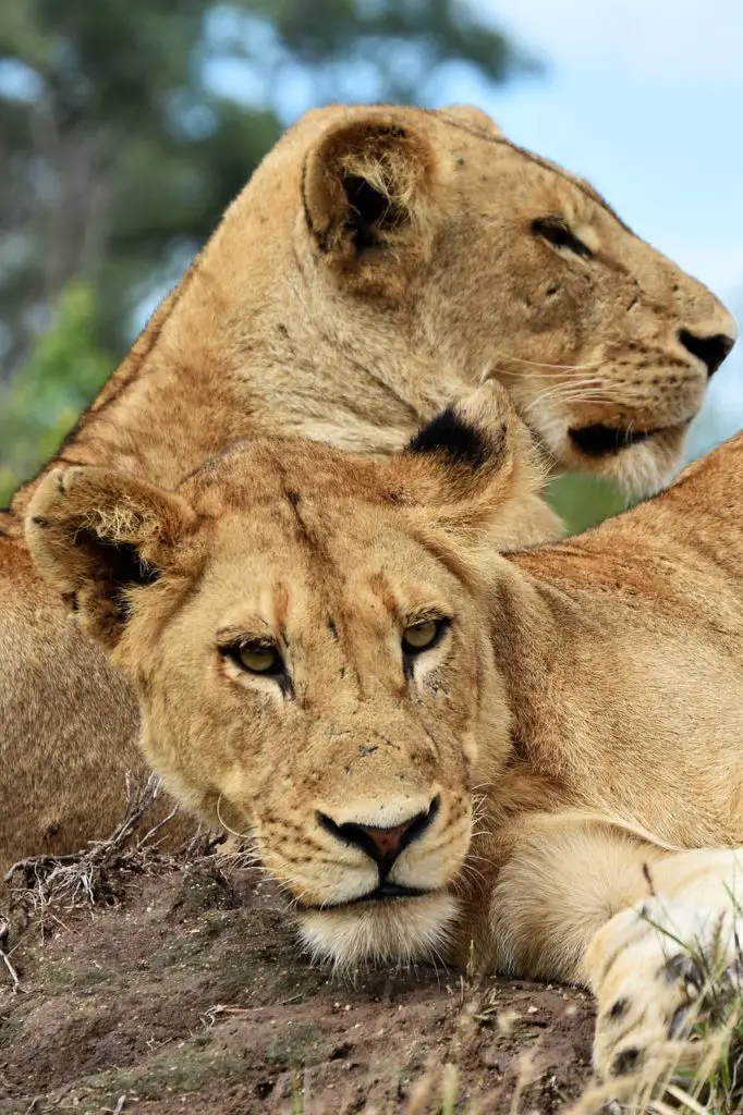 Do Big Cats Recognize Domestic Cats