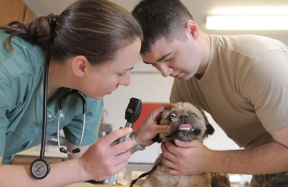 Why Do Animals Never Get Sick