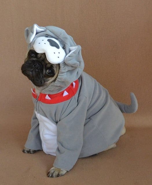 why don't animals need clothes