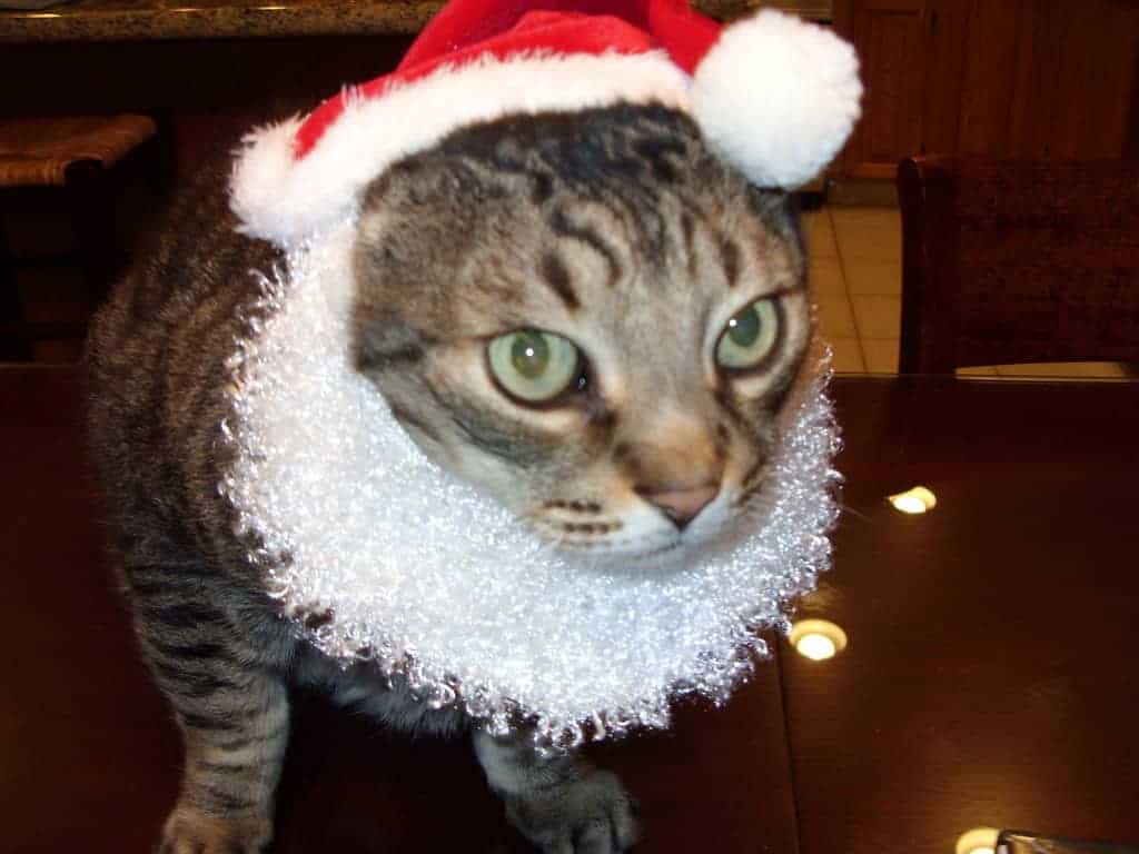 Why Don’t Animals Wear Clothes