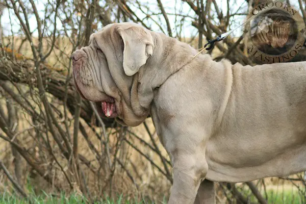 Dog Breeds That Can Kill A Lion