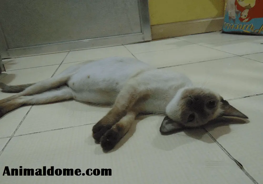 Why Is My Cat Always Sleeping On The Floor