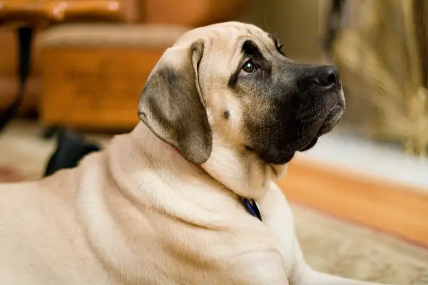 Dog Breeds That Can Kill A Lion