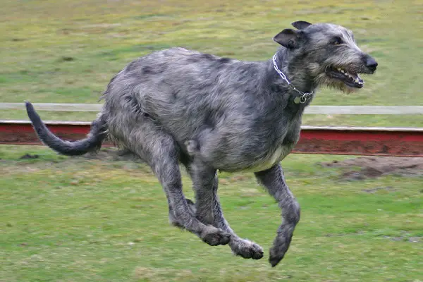 Dog Breeds That Can Kill A Lion