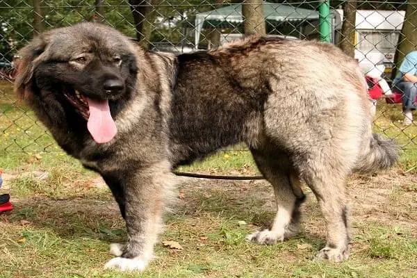 Dog Breeds That Can Kill A Lion