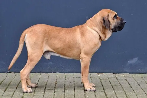 Dog Breeds That Can Kill A Lion