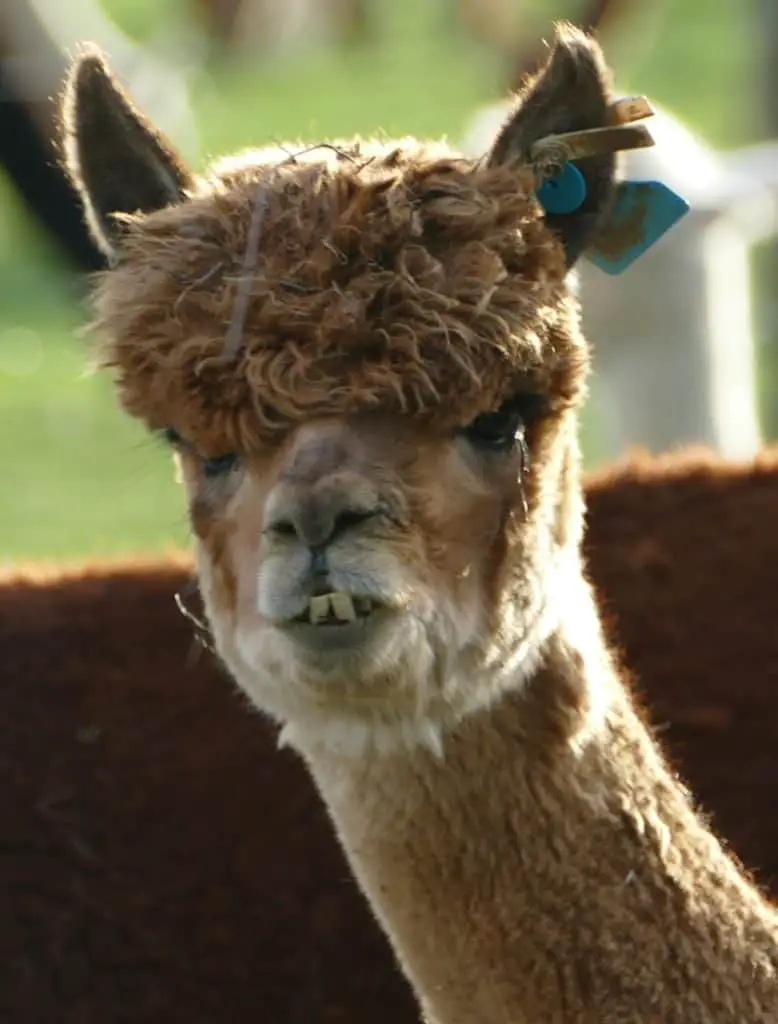 Why Don't Animals Have To Brush Their Teeth
