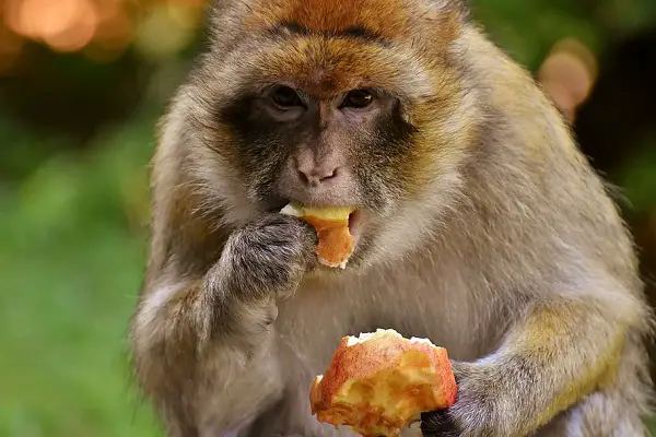 Why Don't Animals Cook Their Food