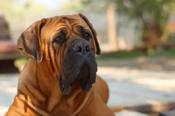 Dog Breeds That Can Kill A Lion