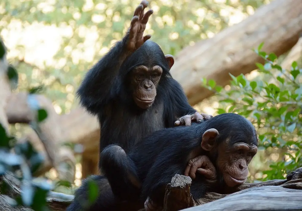 Bonobos can recognize themselves in the mirror