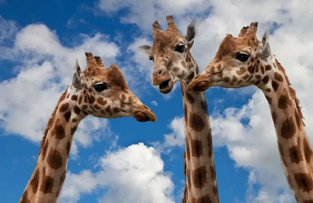 Can Giraffes Be Domesticated