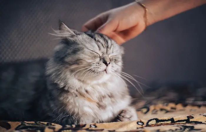 How To Make Your Cat Less Clingy