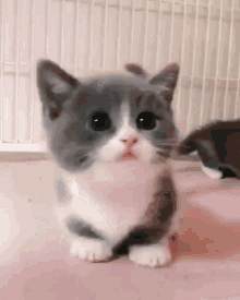 How To Make Your Cat Less Clingy