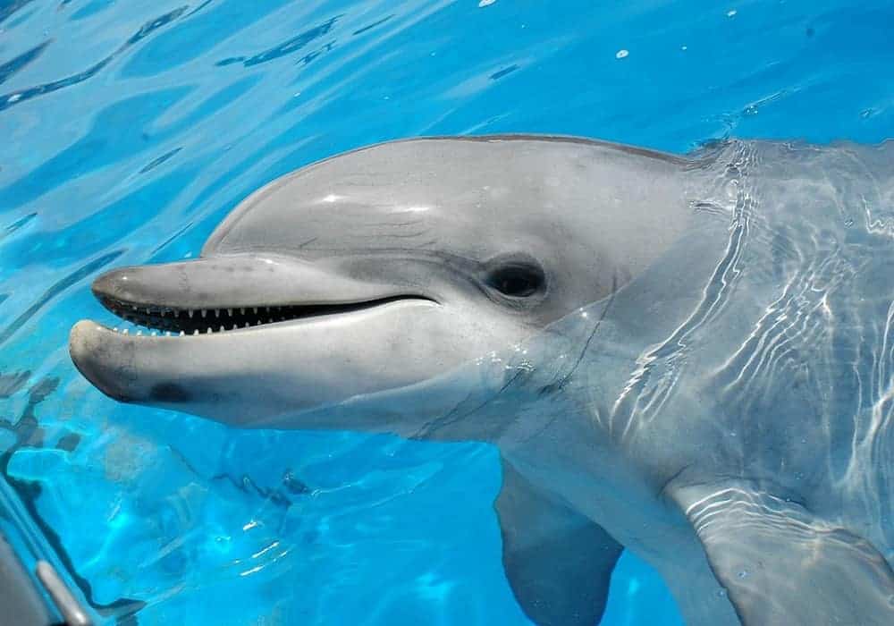 dolphins can recognize themselves in mirror