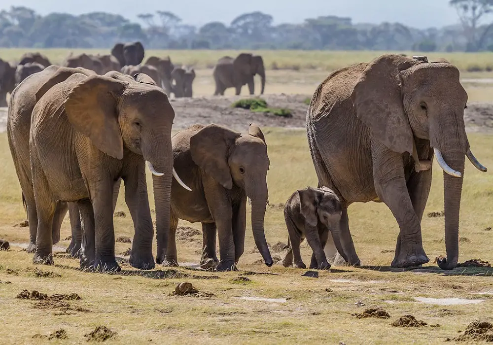 elephants can recognize themselves in the mirror