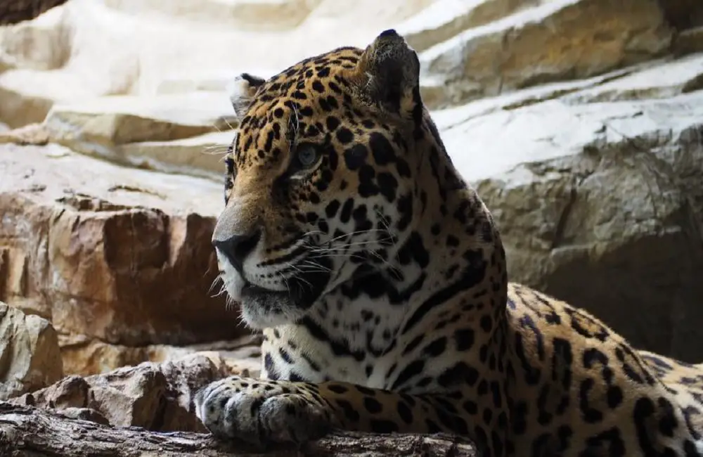 Why Do Jaguars Eat Crocodiles