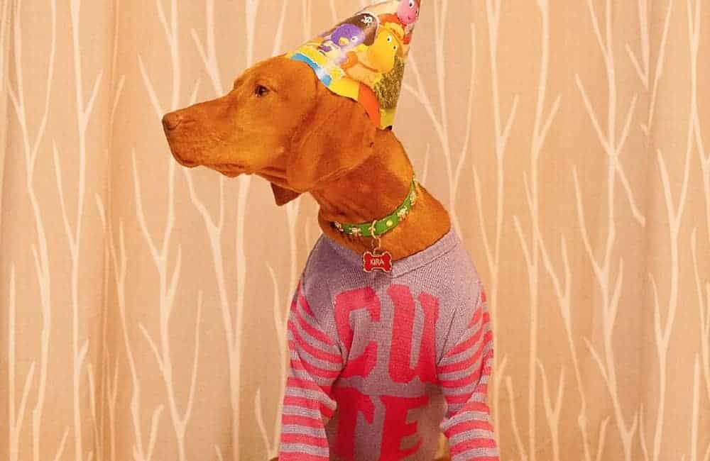 Why Don't Animals Wear Clothes