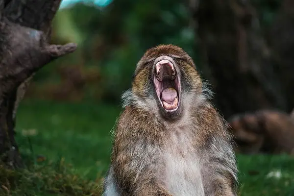 Why Don't Animals Have To Brush Their Teeth