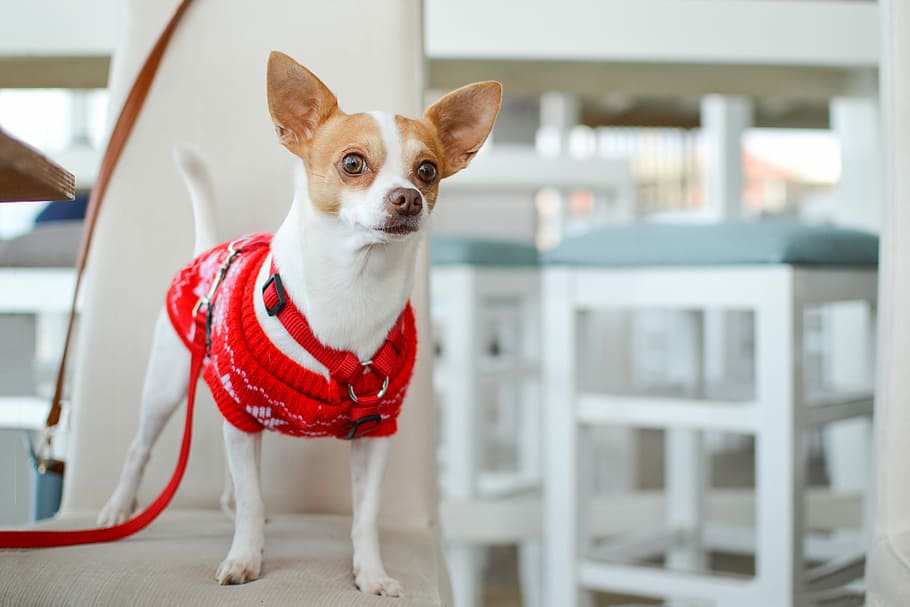 why don't animals wear clothes