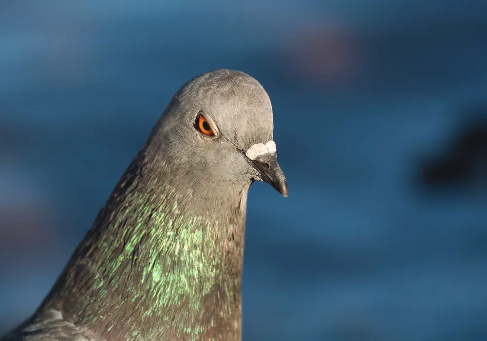 Pigeons can recognize themselves in the mirror