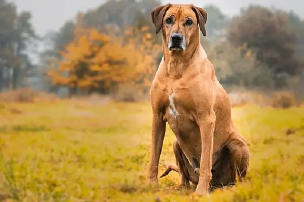 Dog Breeds That Can Kill A Lion