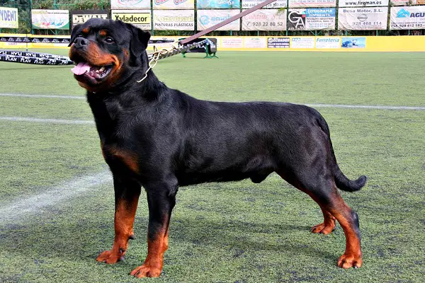 Dog Breeds That Can Kill A Lion