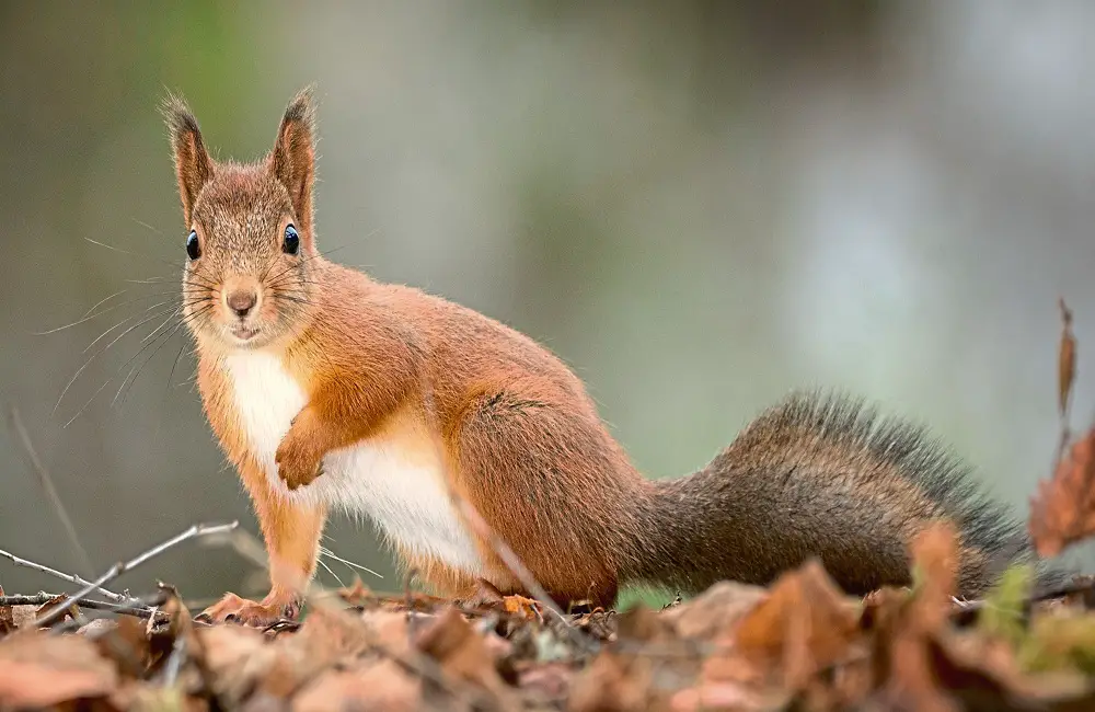 Why Do Squirrels Freeze