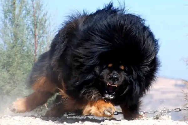 Dog Breeds That Can Kill A Lion