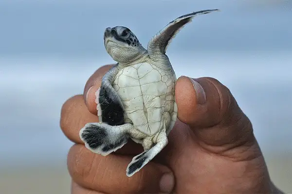Do Turtles Make Friends