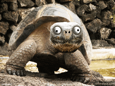 Do Turtles Make Friends