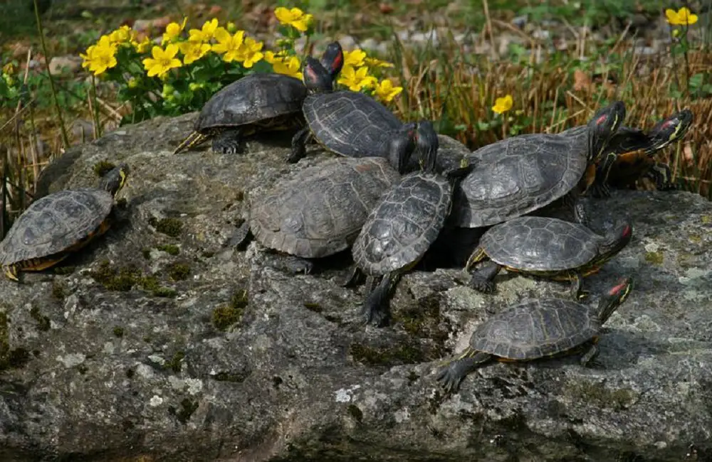 Do Turtles Make Friends