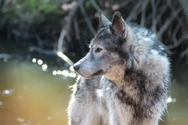 Dog Breeds That Can Kill A Lion