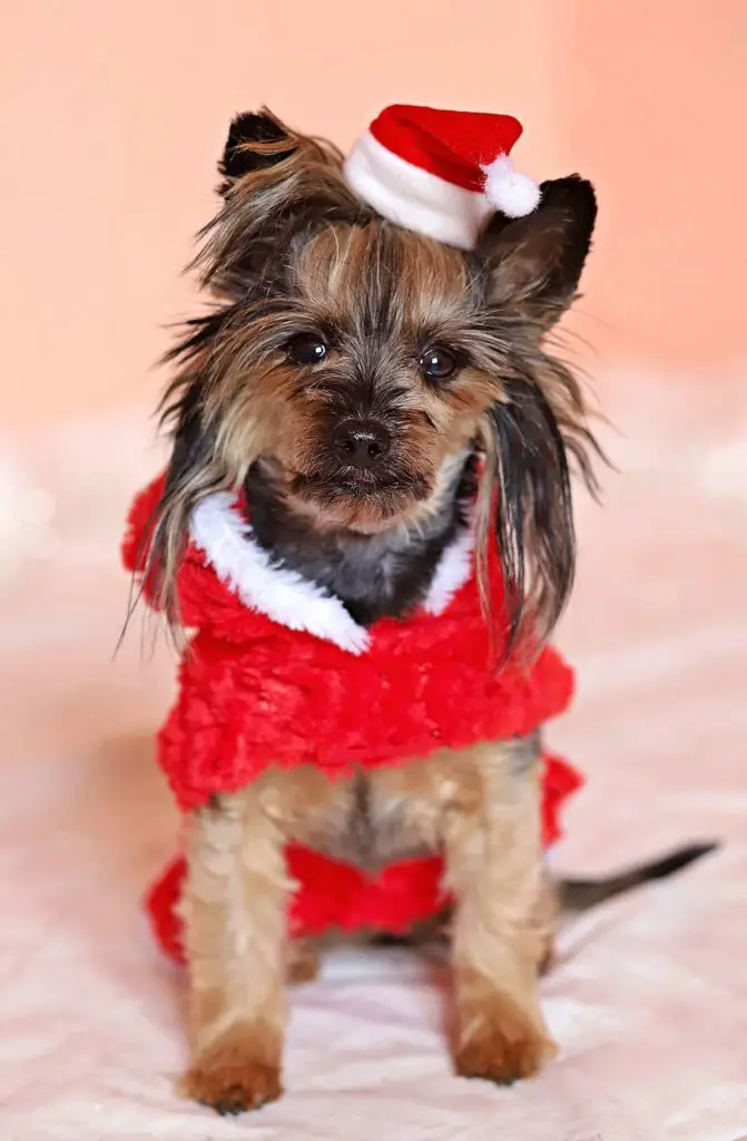 why don't animals wear clothes