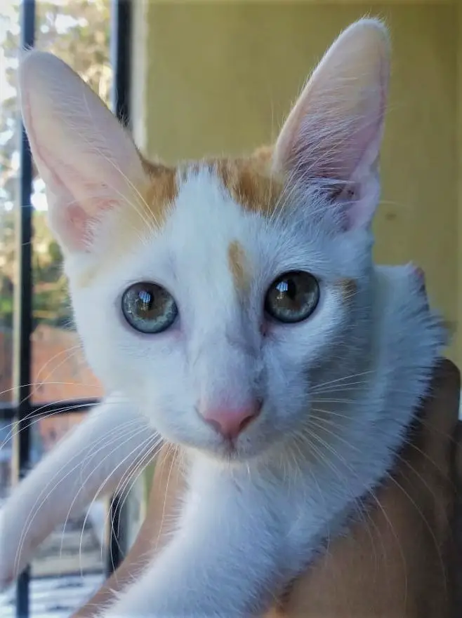 Do Cats Get Tired Of Meowing