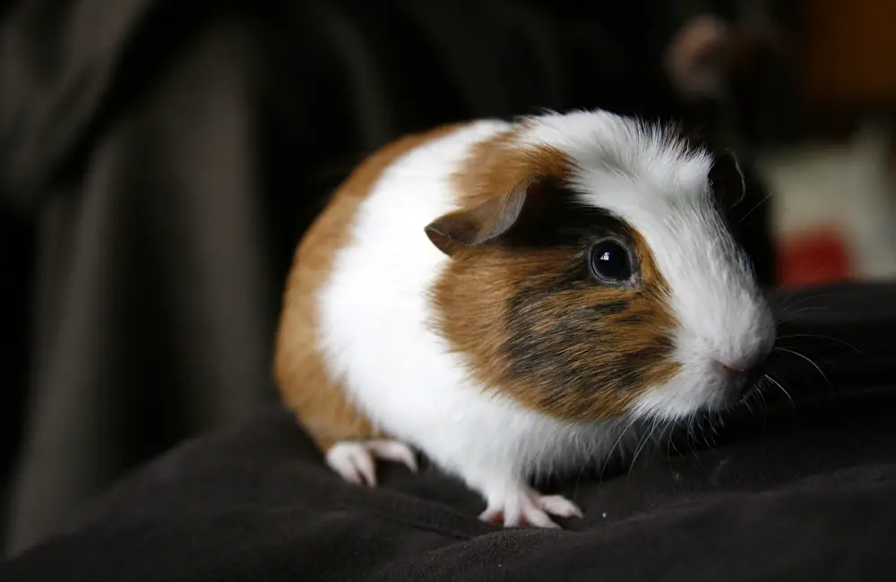 Can Guinea Pigs Wear Diapers