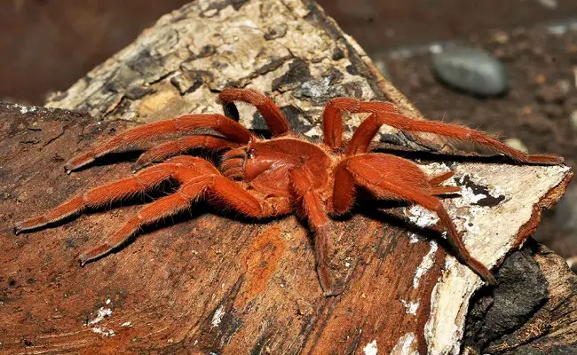 Can Scorpions And Tarantulas Live Together