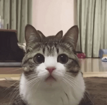 Do Cats Get Tired Of Meowing