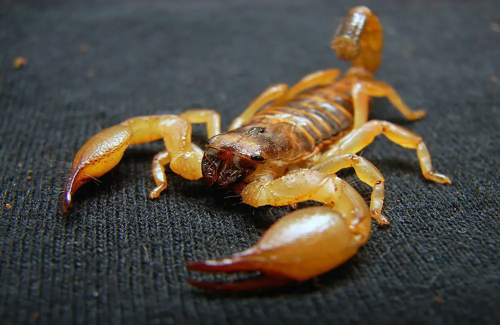 Do Scorpions Recognize Their Owners