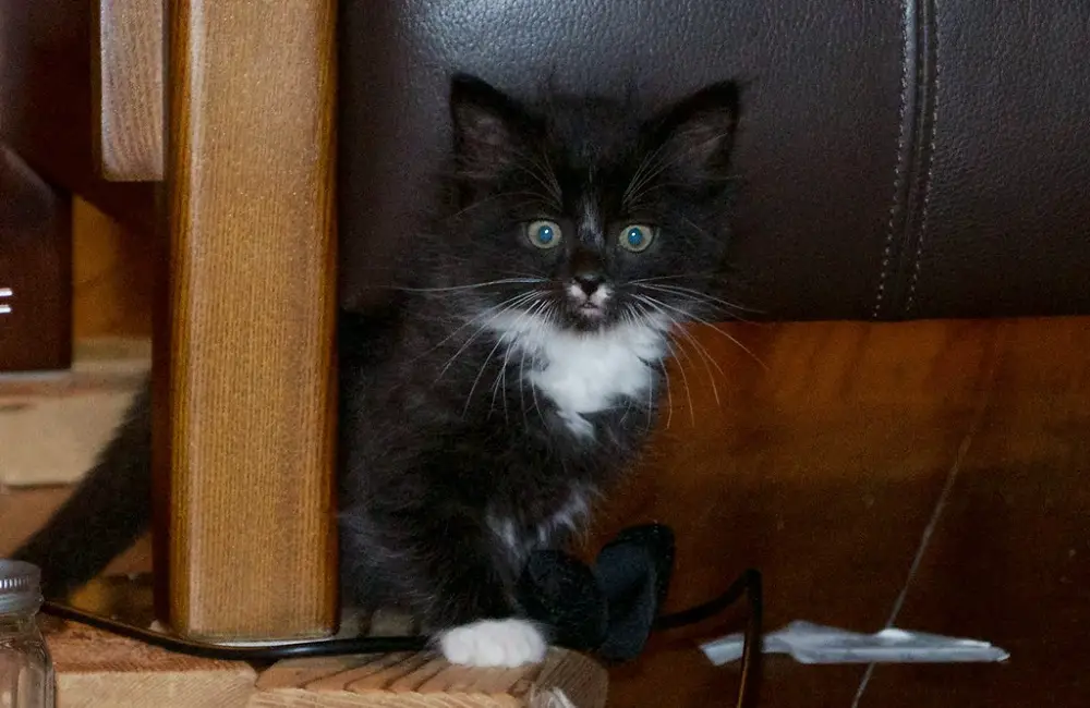 Do Male Cats Recognize Their Kittens