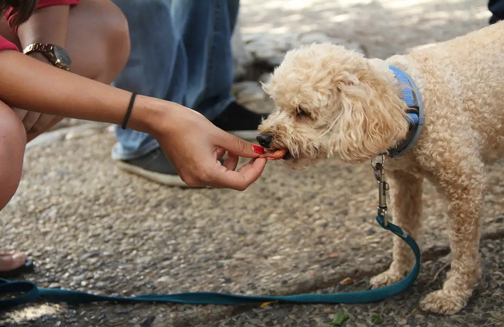 Why Does My Dog Only Eat From My Hand