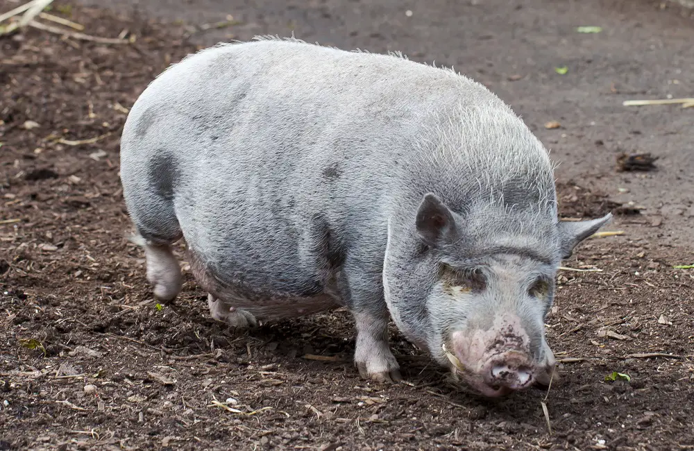 Why Are Pigs Clean Animals