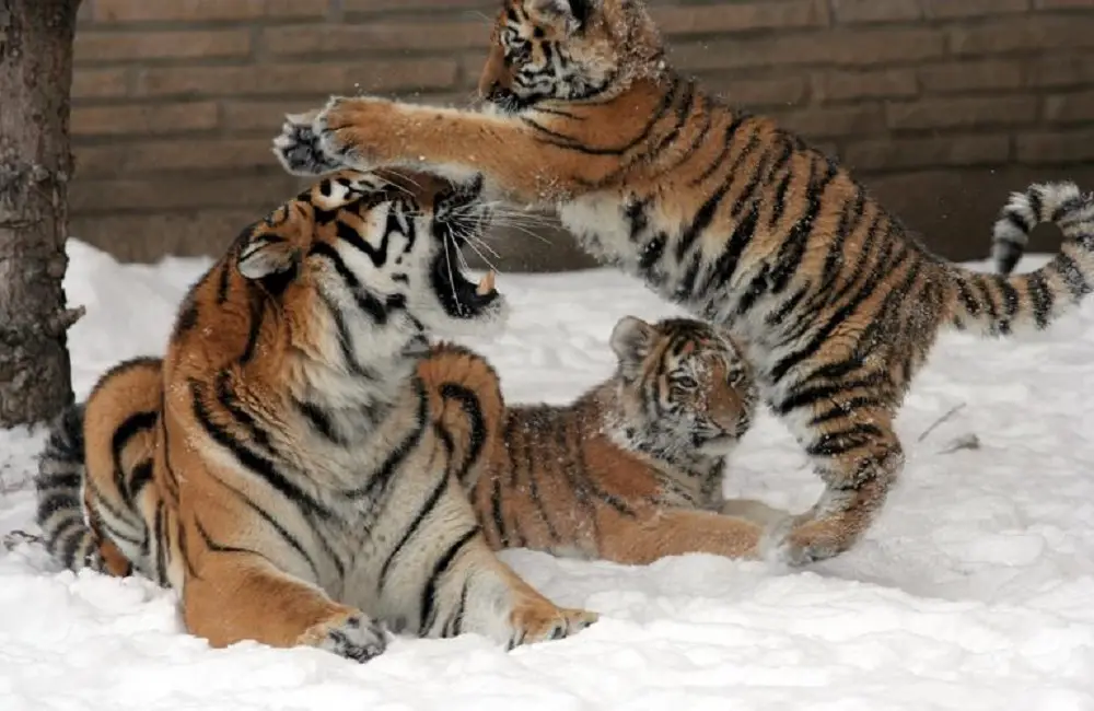 Why Do Animals Reject Their Babies