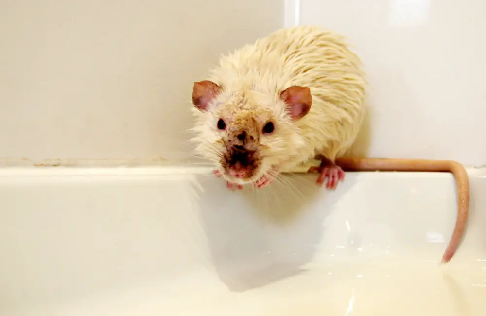 Can Rats Eat Spicy Food