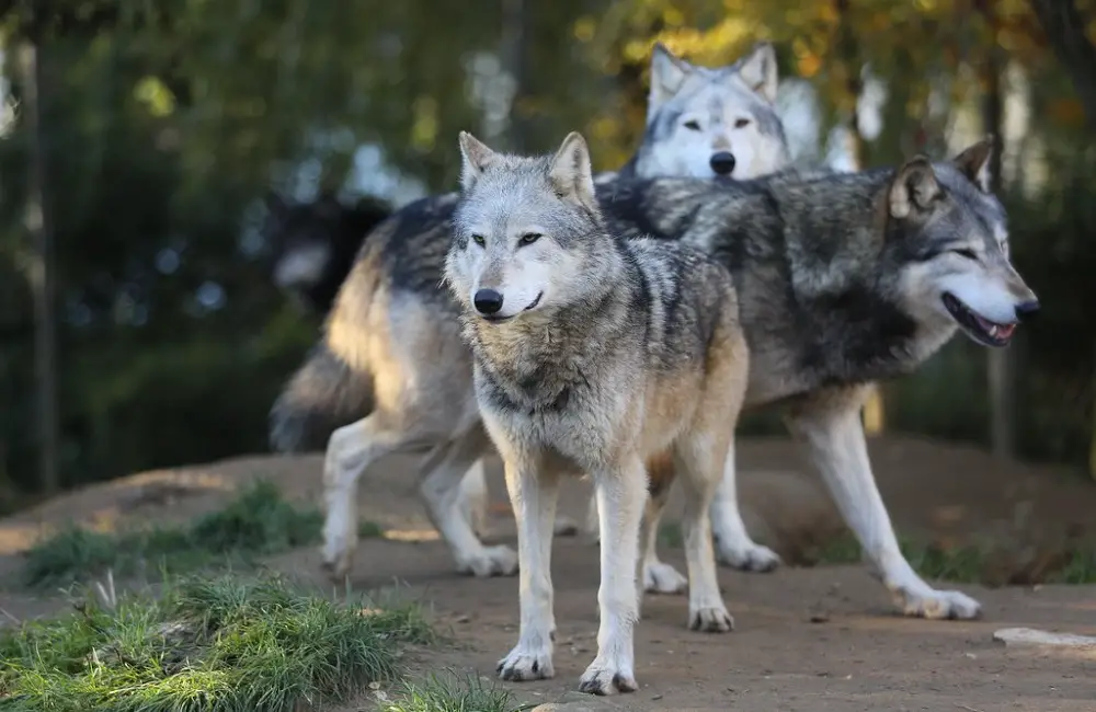 Can Wolves Eat Chocolate
