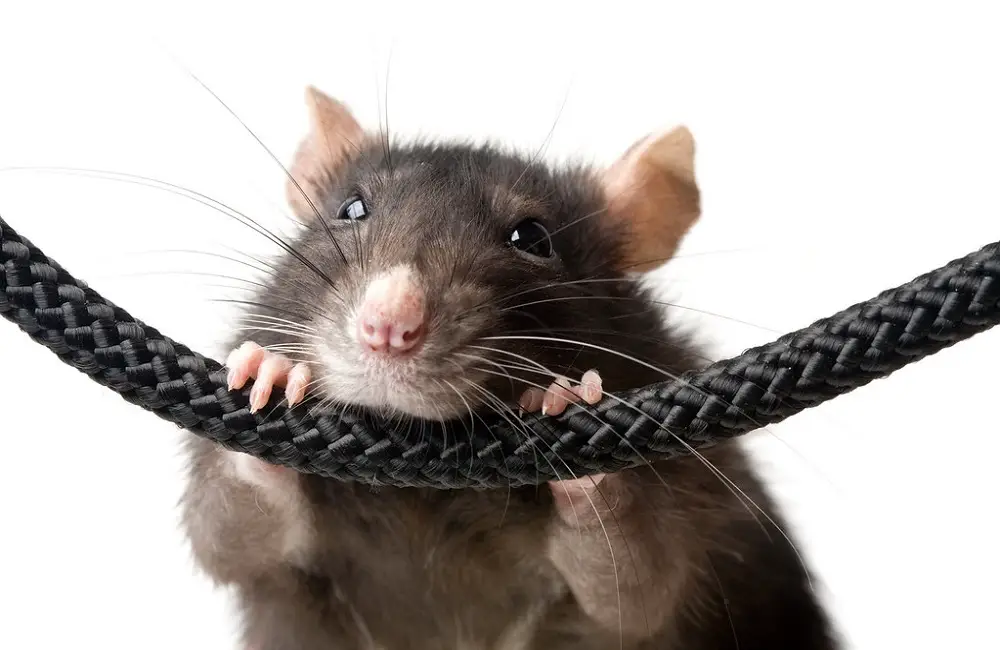 Do Rats Make Noise When They Die
