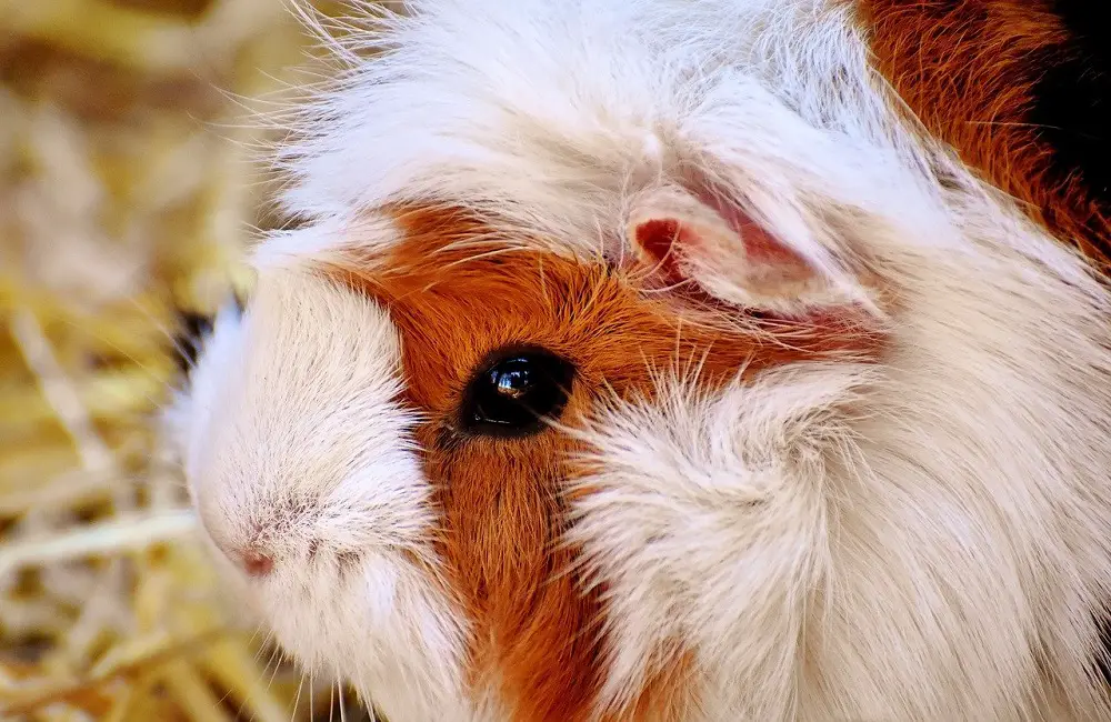 Why Do Guinea Pigs Bite Their Feet