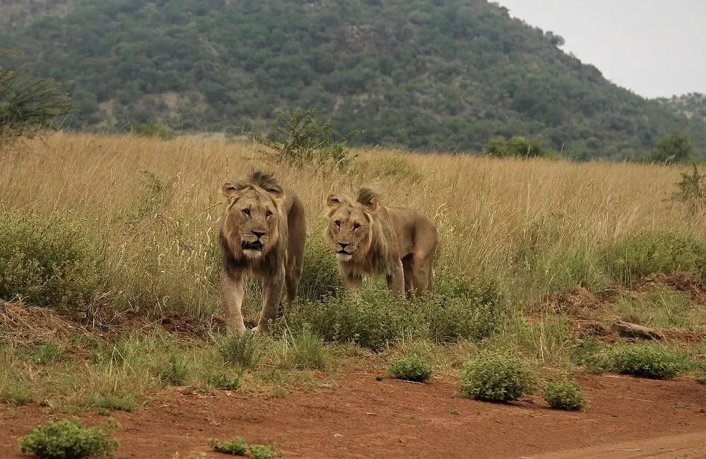 Why Do Lions Eat Testicles