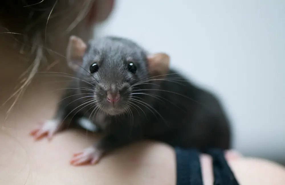 Why Do Rats Eat Soap